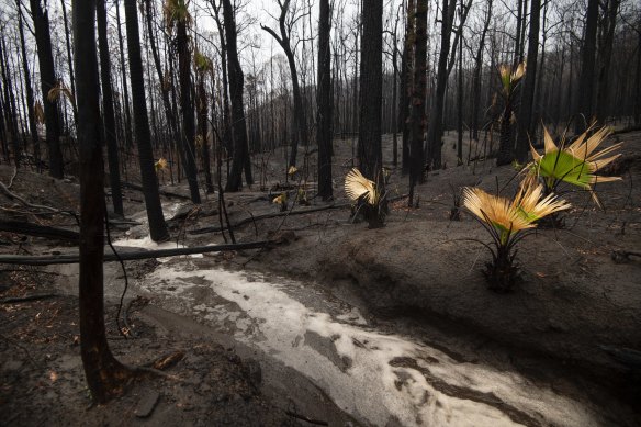 Rain falls in bushland along Tallowa Dam Rd near the Kangaroo Valley, an area recently burnt out.