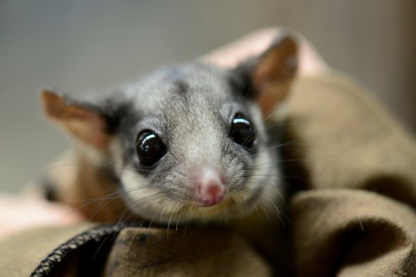 VicForests has won its appeal against a Federal Court judgement that ruled its logging operations were subject to federal environment protections for the critically endangered Leadbeater’s possum. 