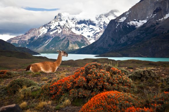 The start of autumn brings early erupting colours in Patagonia.