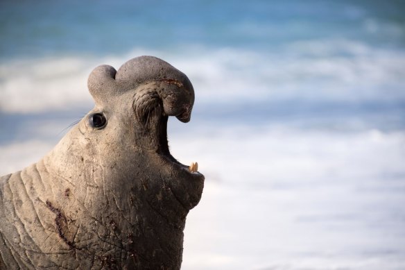 An adult male southern elephant seal in Valdes Peninsula, Patagonia, Argentina. 