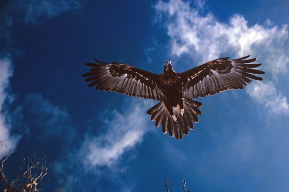 A wedge-tailed eagle in flight in Australia.