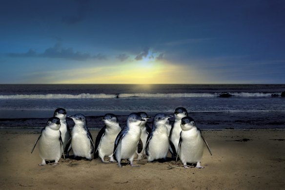 It remains to be seen how Phillip Island’s penguins will respond to bird flu. 
