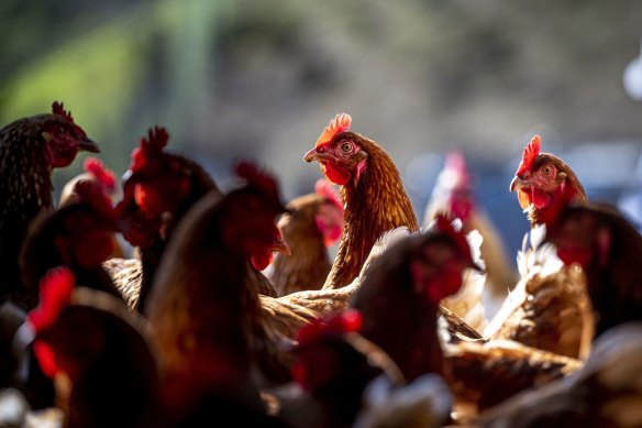 More than 162 million chickens and ducks have been killed in the US amid the outbreak.