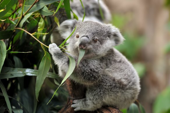 A young koala.
