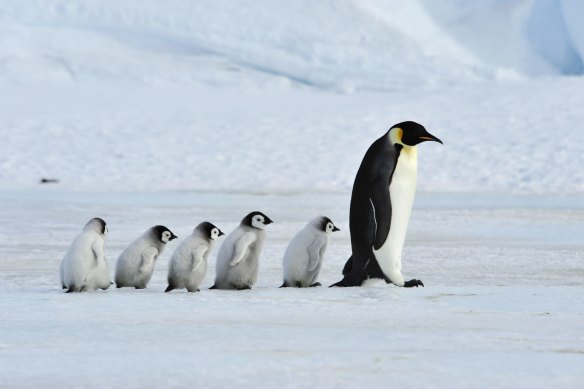 Up to 10,000 emperor penguin chicks were killed last month after the sea-ice melted.