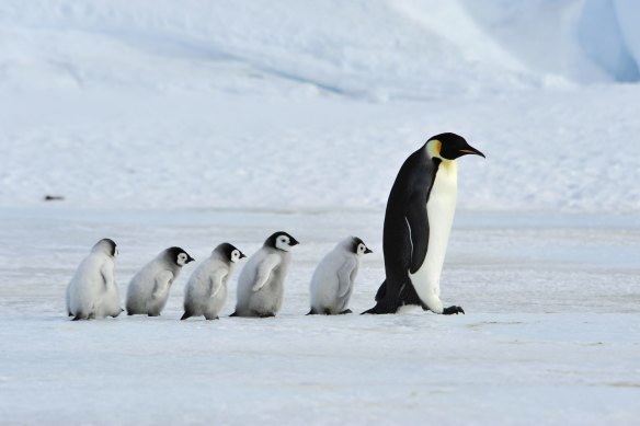 Emperor penguins chicks have struggled to survive in 2022 after record low sea ice coverage impacted their birth rates.