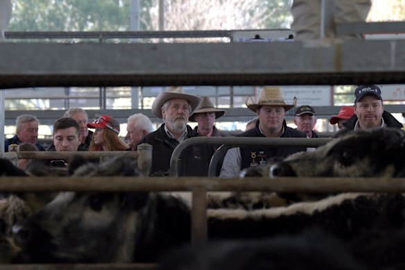 Buyers wait to bid for cattle at the Yea Saleyards in Victoria last year.