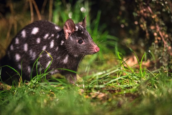 A spotted-tail quoll.