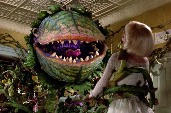 Remember me? Plants can make decisions, researchers believe.