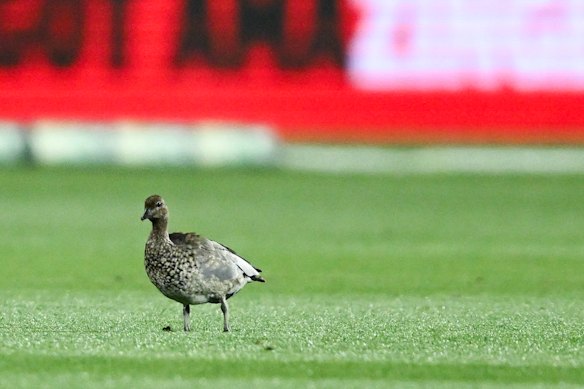 The culprit: Ducks created a health hazard ahead of the inaugural Gather Round.