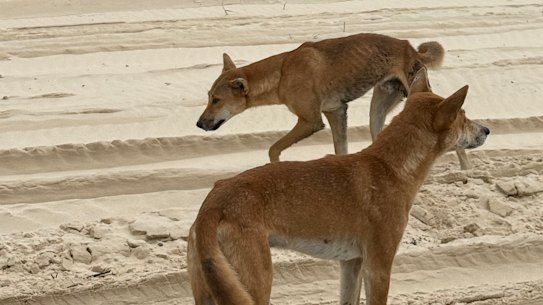 Dingoes on 75 Mile Beach near Eurong.