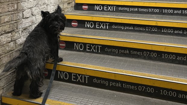 Pets on public transport? Sydney should follow London’s lead
