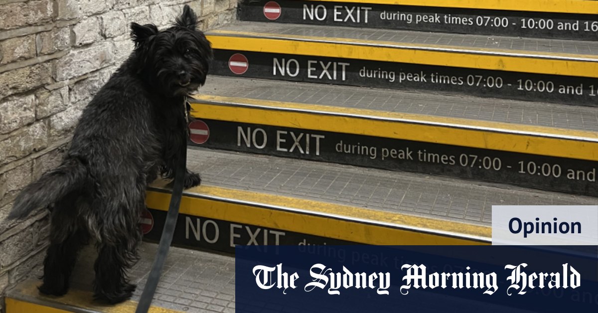 Pets on public transport? Sydney should follow London’s lead