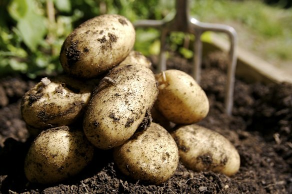 You're going to want a thick-skinned potato for the perfect chewy exterior.