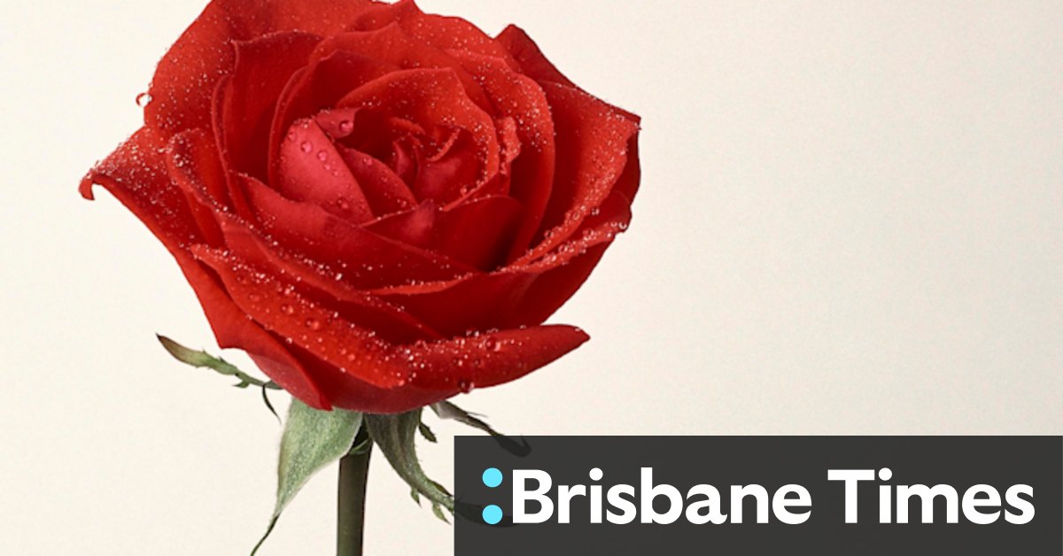 A hopeful Valentine's guide to finding love - Vimarsana News