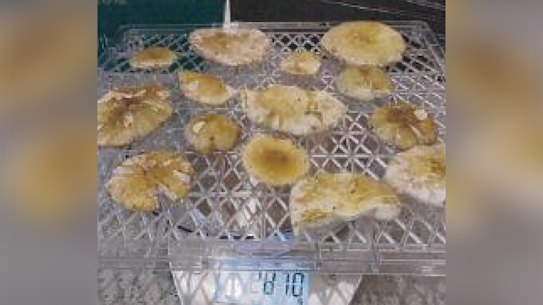 Mushrooms dehydrating on scales in Erin Patterson’s home, in a photo exhibit to the court.