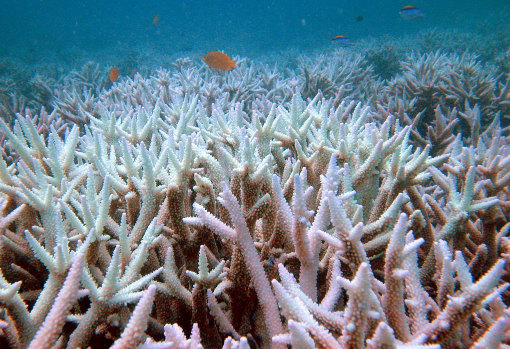 Fish swim among bleached coral in the Great Barrier Reef during the back-to-back summers of bleaching in 2016 and 2017.