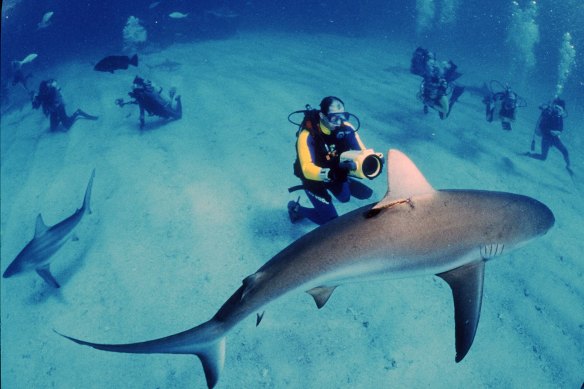 White sharks spend more time feeding on rays and other bottom-dwelling species than previously thought.
