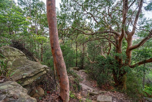Wolli Creek Walking Track.