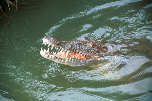 A crocodile on the Black River near Kingston, Jamaica.