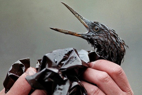 An oil-covered bird was among the victims in Prince William Sound, Alaska, in April 1989 after the Exxon Valdez tanker ran aground, fouling the water and beaches and killing many fish and other animals.