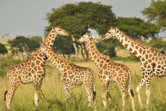 Julian Fennessy, the Australian-born co-founder the Giraffe Conservation Foundation in Namibia, says he uses the tag to protect the planet’s tallest animal.