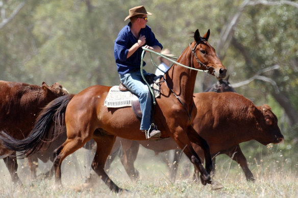 Harry musters cattle on a horse called Guardsman at Tooloombilla in central Queensland.