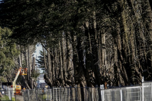 Trees along the railway line near Blackburn railway station that were removed in 2016.