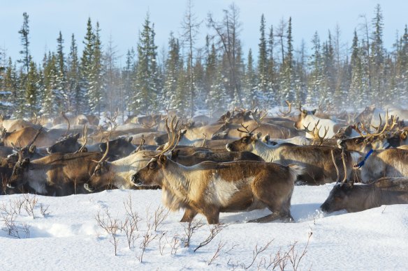 Reindeer grazing in the Arctic Circle, Russia.