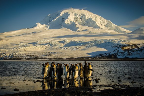 A parade of king penguins at Corinthian Bay, Heard Island and McDo<em></em>nald Islands.
