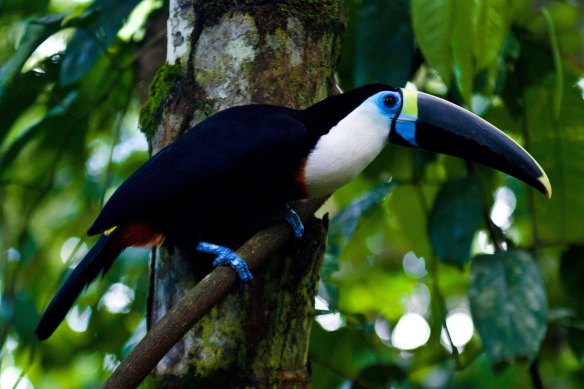 A white-throated toucan in the Amazon rainforest.
