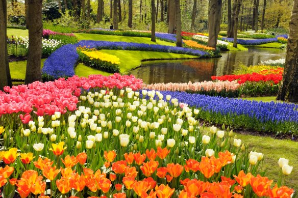 Keukenhof Gardens erupts with colour come April.