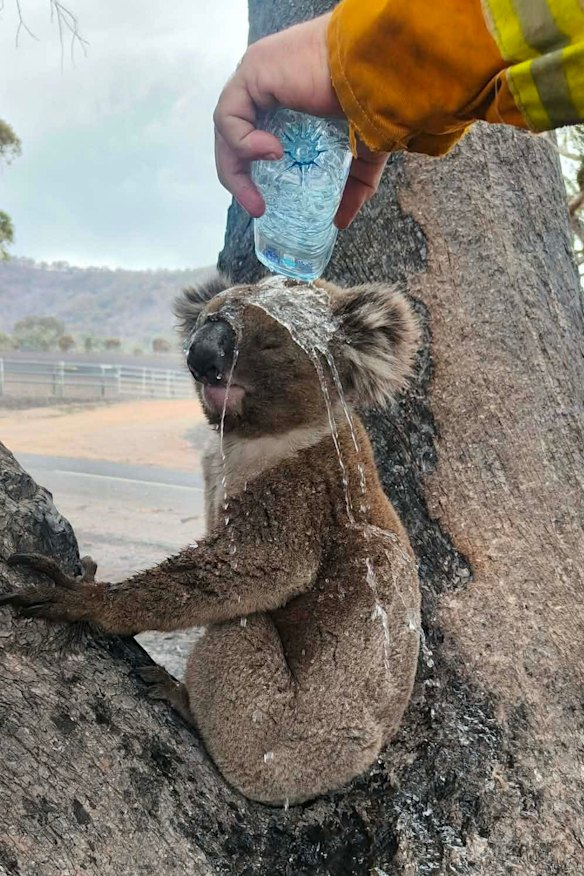 A firefighter helps a koala cool down near the Longwood fireground.