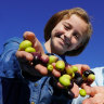 All roads lead to Newport for suburban olive harvest