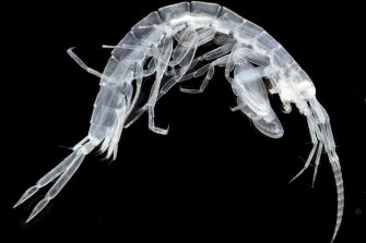 This melitid’s elongated appendages help it feel its way through the dark. In real life, it might be only two millimetres long: the photograph has to be created using a camera mounted to a microscope. 
