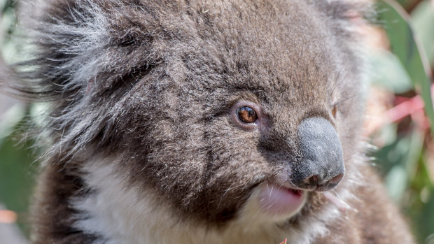 At risk: Koala habitat has been severely eroded. 