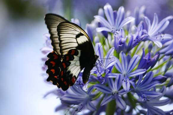 A butterfly on Agapanthus flowers.