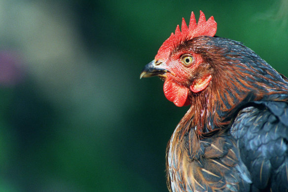 Treat your chooks as a backyard entertainment centre. Meet Queenie.