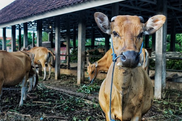 Livestock in Kuta, Bali, during the foot and mouth outbreak.