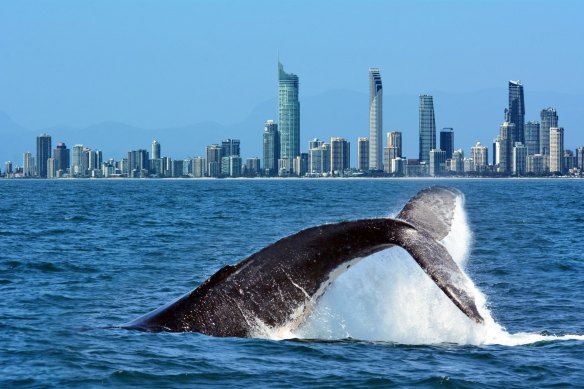 The unsuspecting boatie was struck by the whale’s tail (file image).