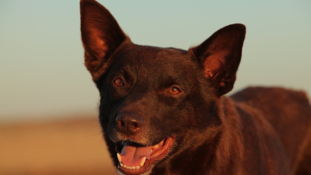 Red dog top movie breed