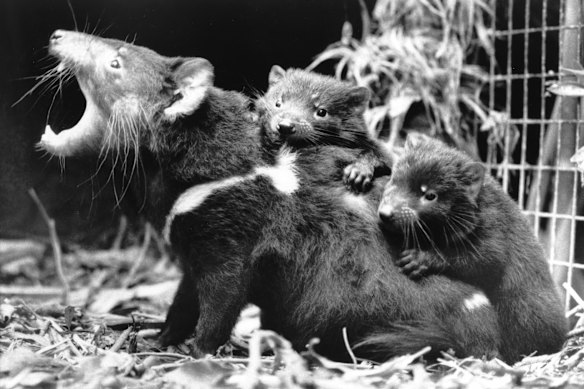 Two young Tasmanian devils (imps) with their mother.
