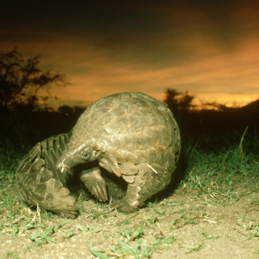 The endangered pangolin now carries the auspicious title of the world's most illegally trafficked animal amid demand for its scales and meat in cuisine and traditional medicine.