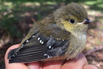 The 40-spotted pardalote are unique in using their stubby beaks to â€œfarmâ€ manna - the sugary secretion from white gum eucalyptus trees. 