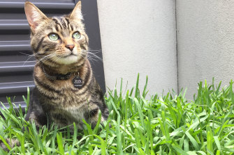 Pusses galore: The Cat Lovers Show.
