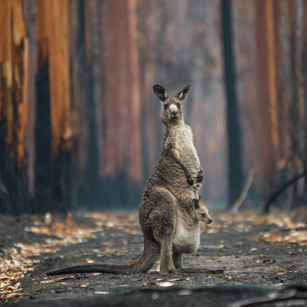 Jo-Anne McArthur’s image of a kangaroo and her joey in the aftermath of the Australian bushfires has been highly commended in this year’s Wildlife Photographer of the Year People’s Choice awards.