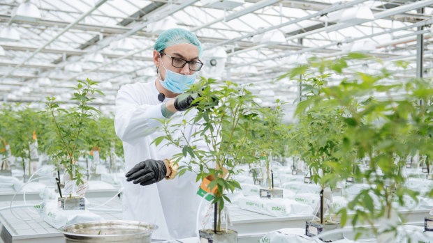 A grow technician manicures a plant in the propagation and mothering room at the CannTrust Holdings production facility in Fenwick, Ontario, Canada.