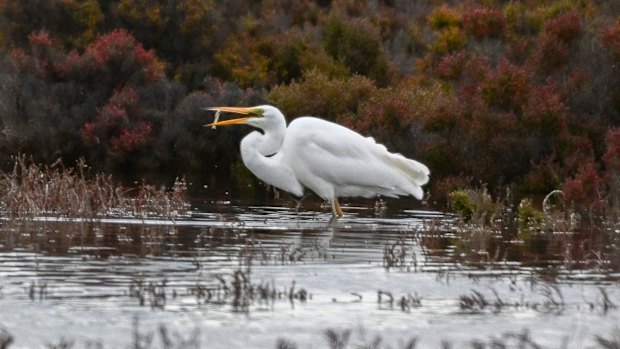 A bird at Lakers Cutting on the Bellarine Peninsula. 