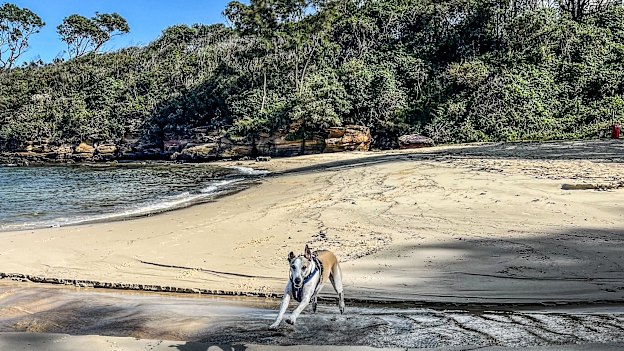Michael Howard’s whippet Milo frolics in the sand at their “mystery” Sydney beach.