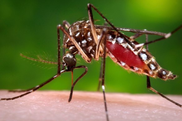 Scientists believe mosquitoes are are part of the transmission chain that connects the Buruli ulcer to humans. 